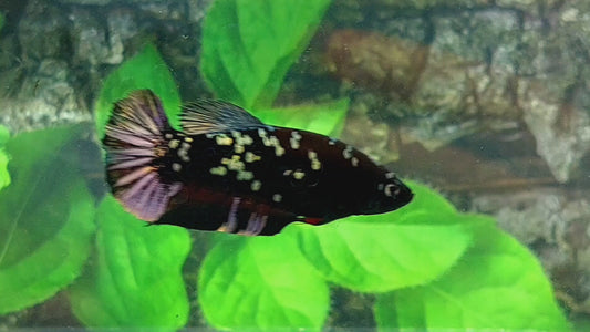 Blackstar Copper Purple Galaxy HMPK Female For Sorority Tank/Breed