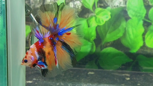 Multicolor Galaxy Halfmoon Male