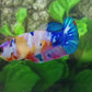 Multicolor Galaxy HMPK Female For Sorority Tank/Breed