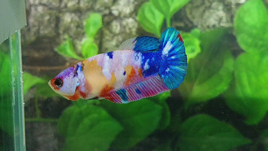 Multicolor Galaxy HMPK Female For Sorority Tank/Breed