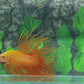 Yellow Banana Solid Crowntail Male