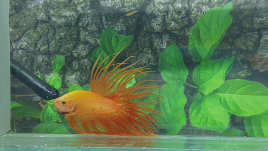 Yellow Banana Solid Crowntail Male