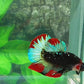 Multicolor Black Galaxy HMPK Male