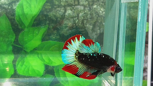 Multicolor Black Galaxy HMPK Male