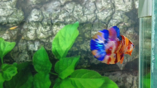 Multicolor Galaxy HMPK Male