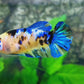 Yellow Galaxy Tiger HMPK Female For Sorority Tank/Breed