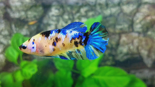 Yellow Galaxy Tiger HMPK Female For Sorority Tank/Breed