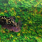 Black Star Copper Gold HMPK Female For Sorority Tank/Breed