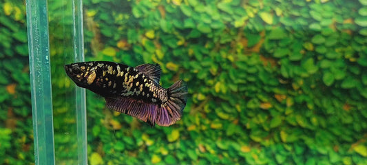 Black Star Copper Gold HMPK Female For Sorority Tank/Breed