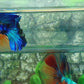 Junior Multicolor Galaxy Halfmoon Male