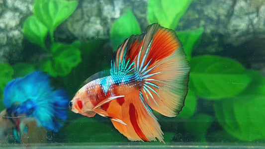 Multicolor Candy Halfmoon Male