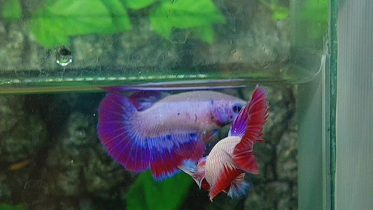 Pink Purple Fancy Halfmoon Female For Sorority Tank/Breed