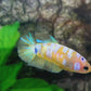 Yellow Pink Galaxy HMPK Female For Sorority Tank/Breed