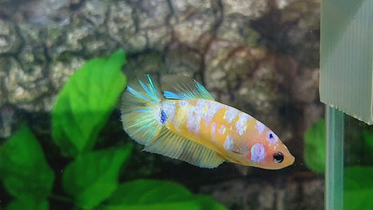 Yellow Pink Galaxy HMPK Female For Sorority Tank/Breed