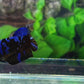 Black Star Blue Avatar Gordon HMPK Female For Sorority Tank/Breed