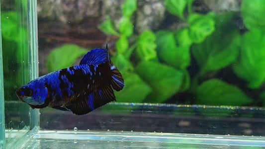 Black Star Blue Avatar Gordon HMPK Female For Sorority Tank/Breed