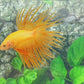 Yellow Banana Solid Crowntail Male