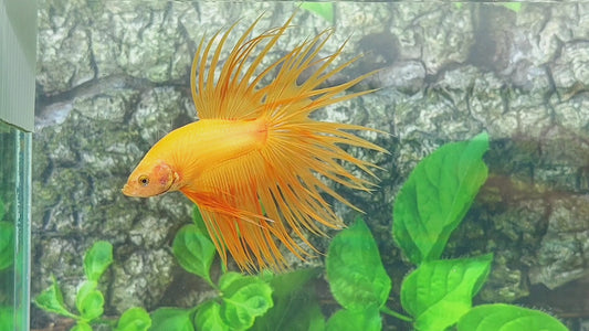 Yellow Banana Solid Crowntail Male