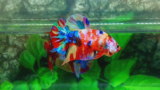 Multicolor Galaxy Rainbow HMPK Male