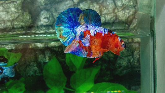 Multicolor Galaxy HMPK Male