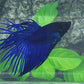 Solid Royal Blue Blackhead Crowntail Male