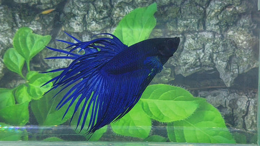 Solid Royal Blue Blackhead Crowntail Male