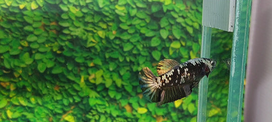 Black Star Copper Gold HMPK Female For Sorority Tank/Breed