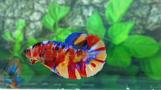 Multicolor Galaxy GIANT HMPK Male