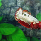 Red Head FCCP HMPK Female For Sorority Tank/Breed