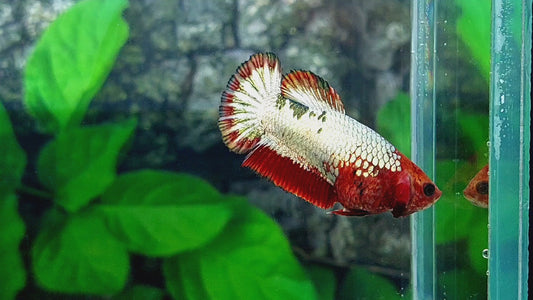 Red Head FCCP HMPK Female For Sorority Tank/Breed