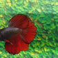 Copper Red Blackhead Halfmoon Male