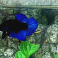 Blue Black Light HMPK Male