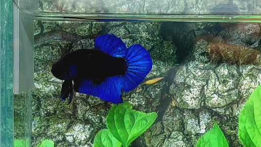 Blue Black Light HMPK Male