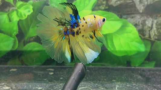 Yellow Tiger Koi Galaxy Halfmoon Male