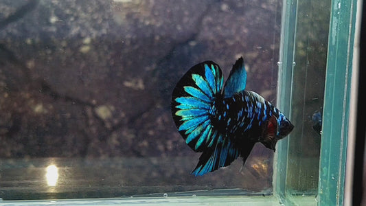 Black Star Avatar Gordon Turquoise HMPK Male