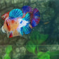 Multicolor Galaxy HMPK Female For Sorority Tank/Breed