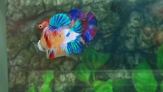 Multicolor Galaxy HMPK Female For Sorority Tank/Breed