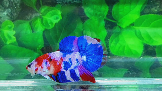 Multicolor Galaxy HMPK Male