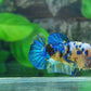 Yellow Galaxy HMPK Female For Sorority Tank/Breed