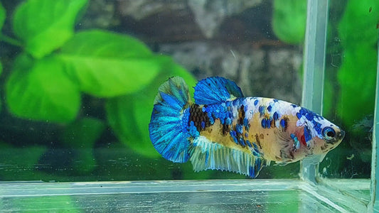 Yellow Galaxy HMPK Female For Sorority Tank/Breed