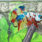 Multicolor Candy HMPK Male