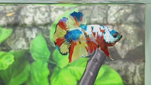 Multicolor Candy HMPK Male