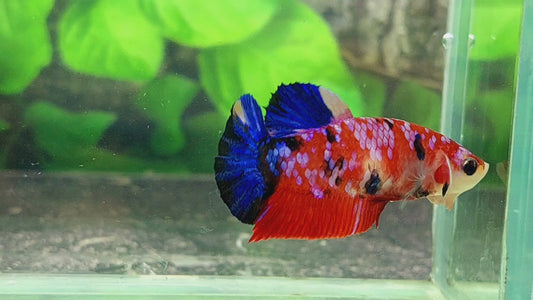 Multicolor Red Pink Galaxy HMPK Female For Sorority Tank/Breed