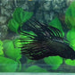 Copper Black Crowntail Male