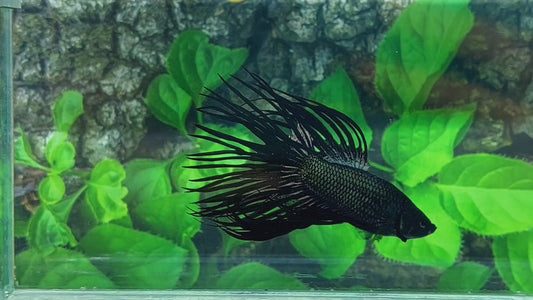 Copper Black Crowntail Male