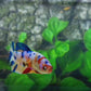 Multicolor Yellowbase Galaxy HMPK Female For Sorority Tank/Breed