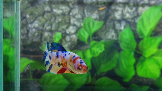 Multicolor Yellowbase Galaxy HMPK Female For Sorority Tank/Breed