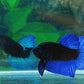 Blue Eyes Blue Black Light HMPK Male