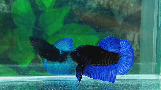 Blue Eyes Blue Black Light HMPK Male