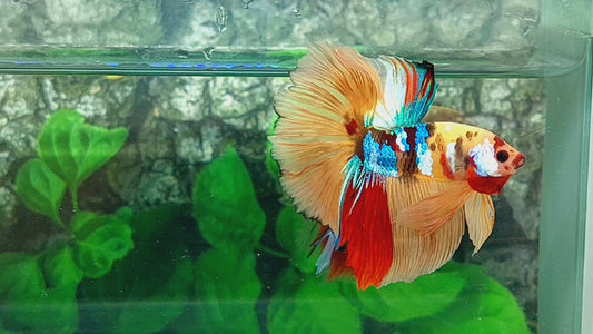 Multicolor Yellowbase Galaxy Halfmoon Male